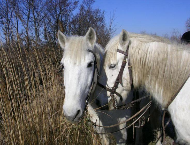 Vila Camargue Beauvoisin  Exteriér fotografie