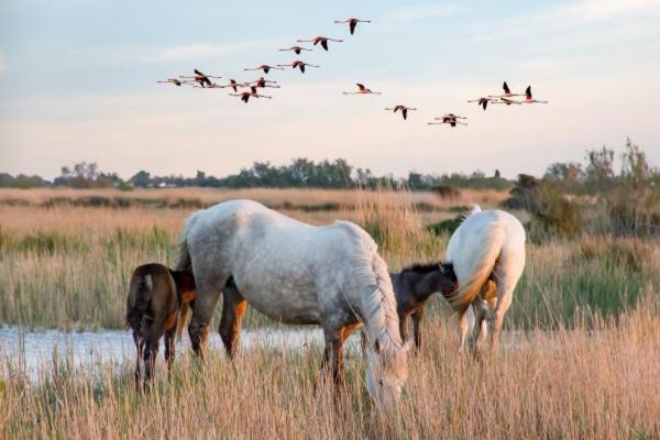 Vila Camargue Beauvoisin  Exteriér fotografie